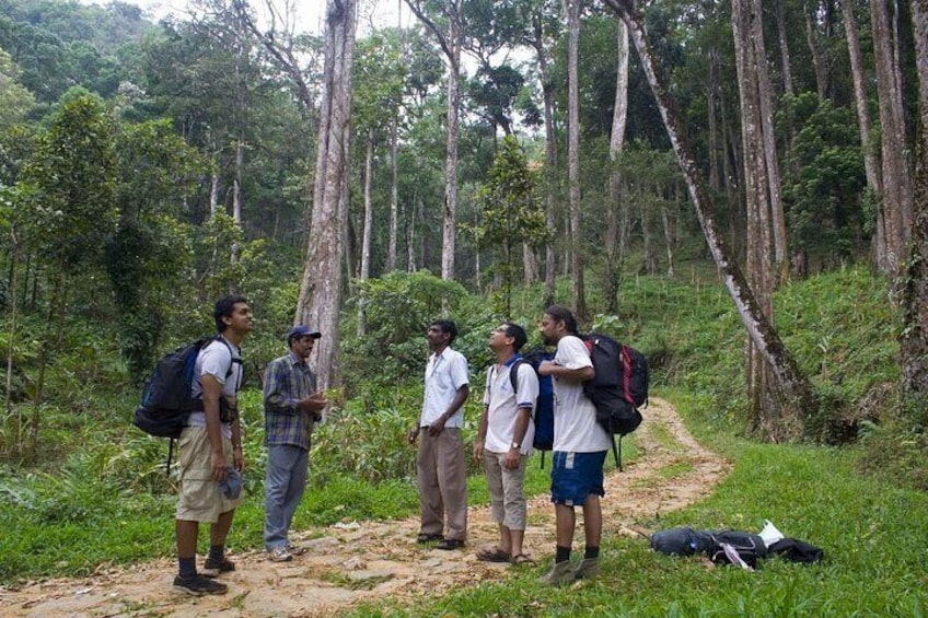 Munnar Tea-trail Tour