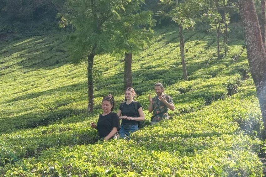 Munnar Tea-trail Tour