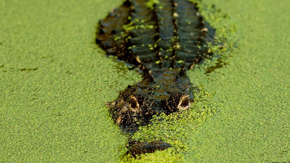 a stealthy alligator surfacing in Miami