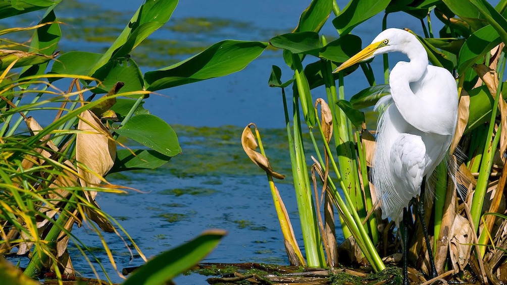 a herring near the water in Miami