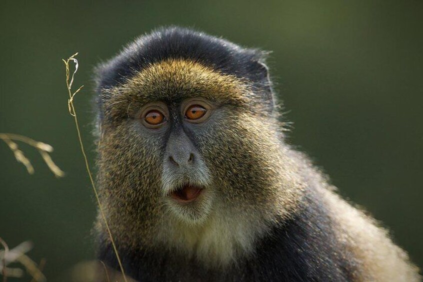 Golden monkey in front of camera 