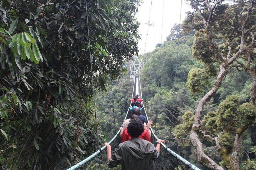 Canopy Walkway
Suspended above a ravine in the lush montane rainforest of Nyungwe National Park, the canopy walkway provides an exhilarating perspective on the ancient treetops and wildlife.
