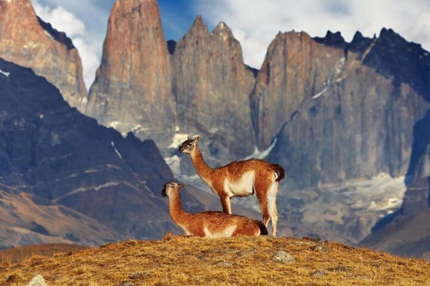Torres del Paine Full Day Tour departing from El Calafate by Patagonia Dreams