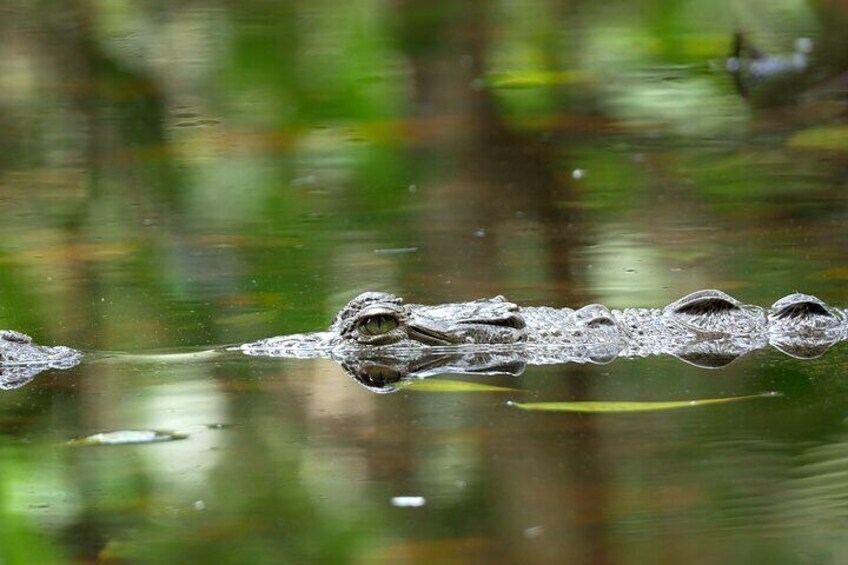 SAFARI FLOAT EN KAYAK, Rio Peñas Blancas