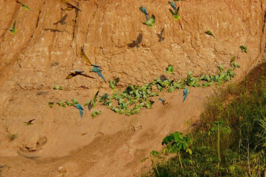 Jungle Eco Jungle And Adventure - 4 Days / 3 Nights