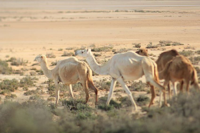 Excursion to TATOUINE-KSAR GHILANE
