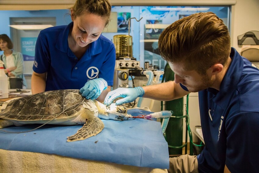 Clearwater Marine Aquarium - Home of Winter from the Dolphin Tale movies