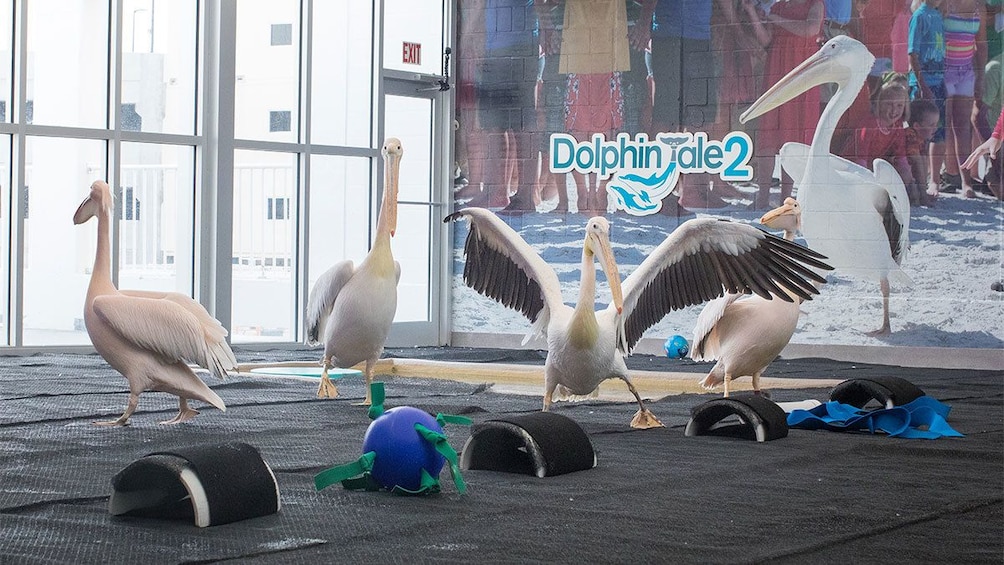 Clearwater Marine Aquarium - Home of Winter from the Dolphin Tale movies