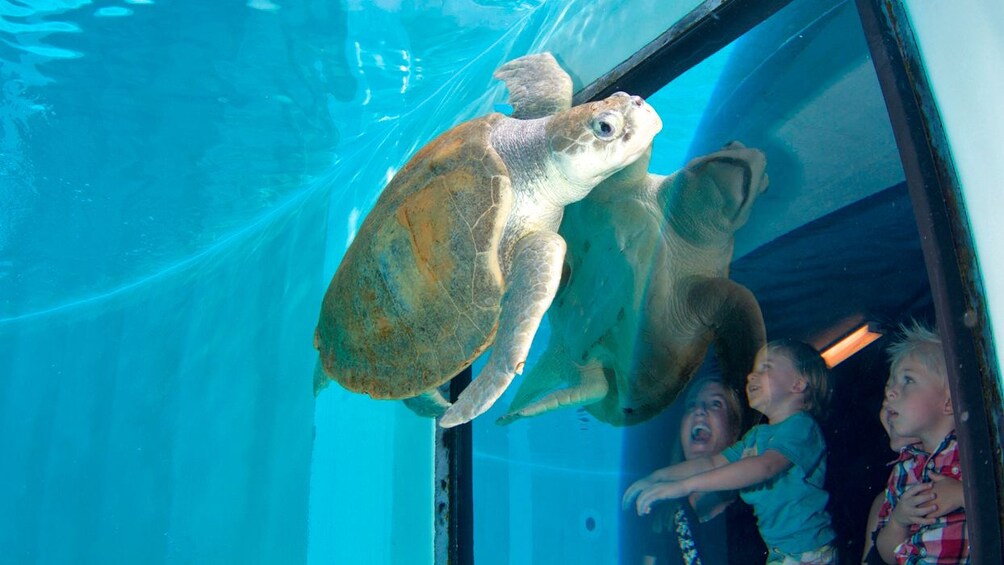 Show item 5 of 10. Turtle right by viewing window in florida