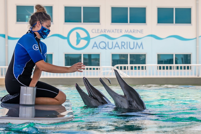 Clearwater Marine Aquarium - C1b7e7b1 D88b 438e 8c1D 3aeeea0fef78