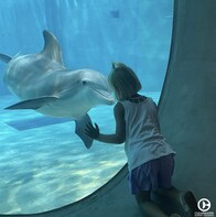 Clearwater Marine Aquarium Het Verblijf Van Winter Uit De Dolphin Tale Films
