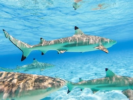 Polynesian Island Half-Day Tour