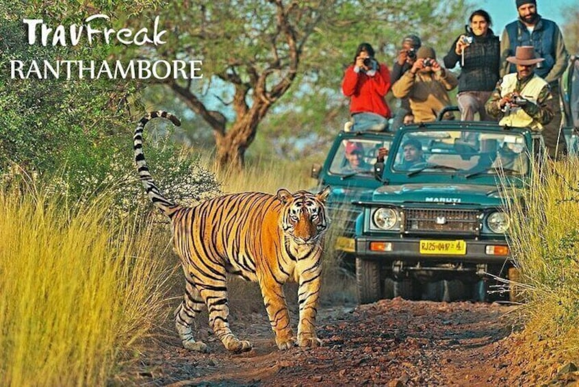 Private Tour to Ranthambore Tiger Reserve from Jaipur