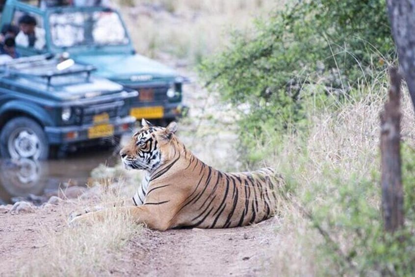 Private Tour to Ranthambore Tiger Reserve from Jaipur