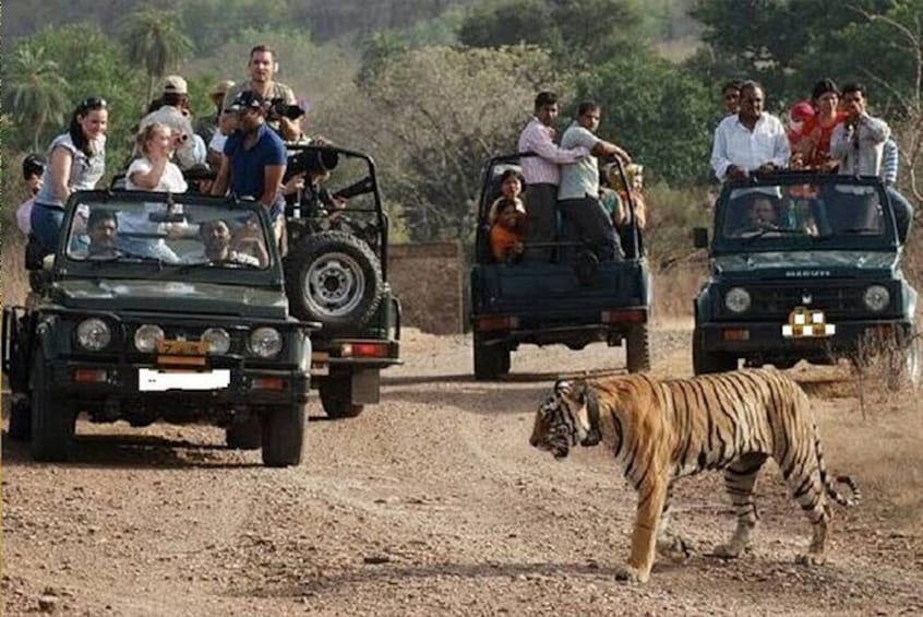 Private Tour to Ranthambore Tiger Reserve from Jaipur