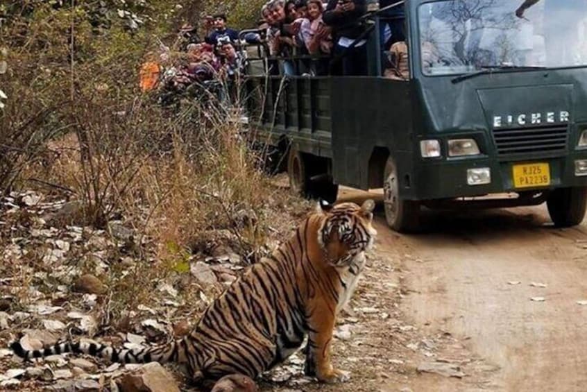 Private Tour to Ranthambore Tiger Reserve from Jaipur