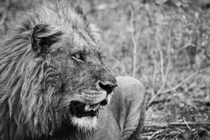 Male Lion make for great portraits 