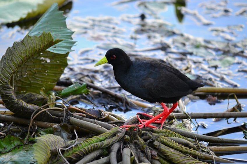 Black Crake