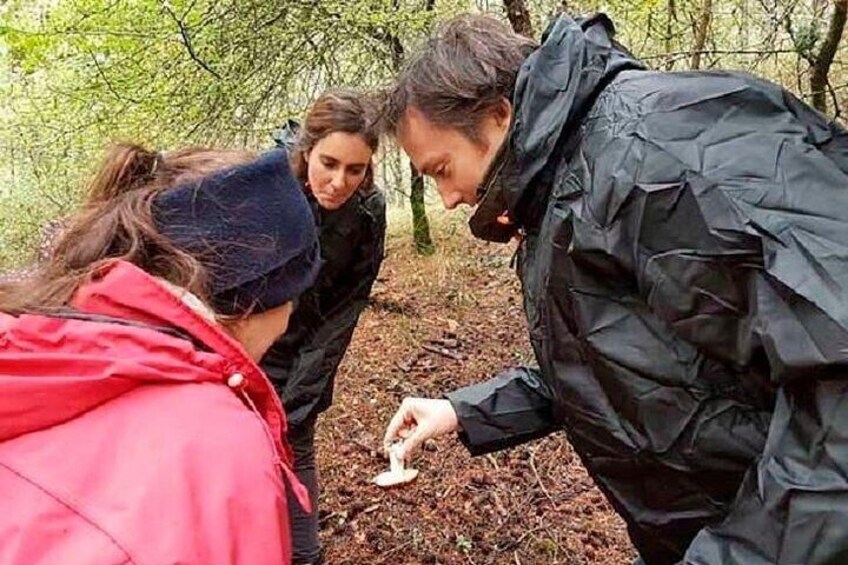 Mycological route in Cuenca