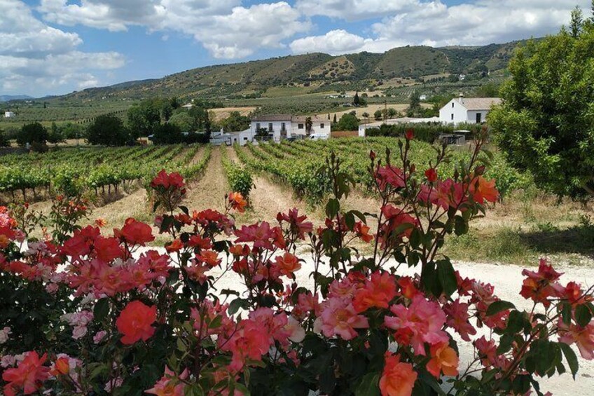 Do you want to have lunch in a family winery?