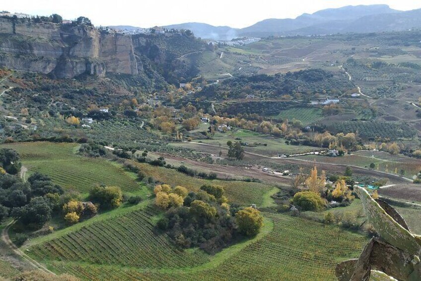 Vineyards in the Hoya del Tajo