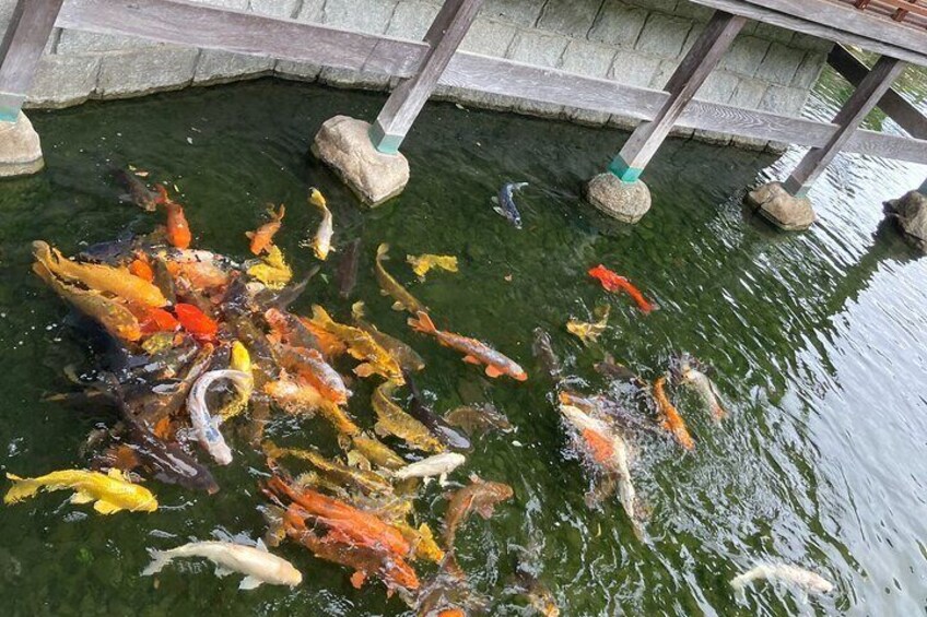 Japanese Koi aplenty at Yusentei Park