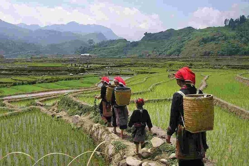 Sa Pa 2-Day Easy Trek and Homestay Bus Tour from Hanoi