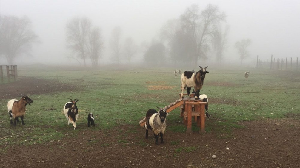 Goats in enclosure in Napa Valley