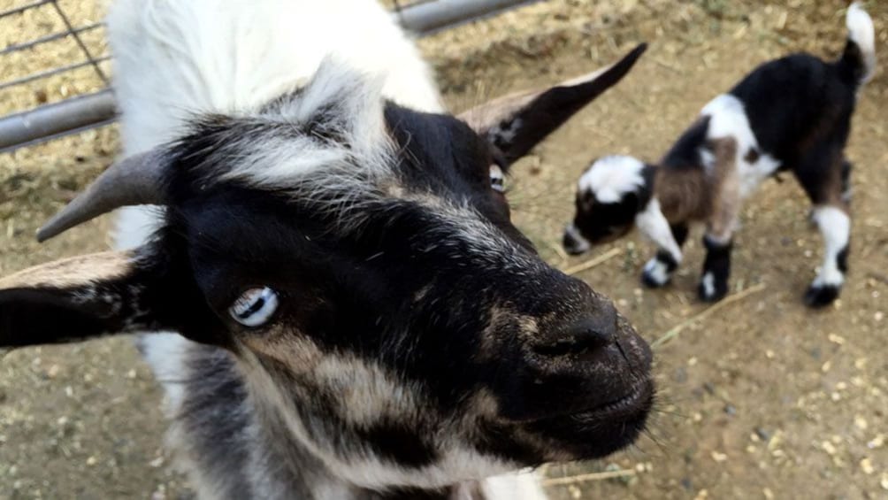 Close up of goat in Napa Valley