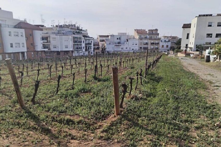 Sitges sailing, walking tour and winery tour