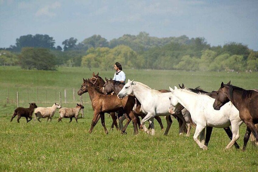 Gaucho Day in San Antonio de Areco from Buenos Aires