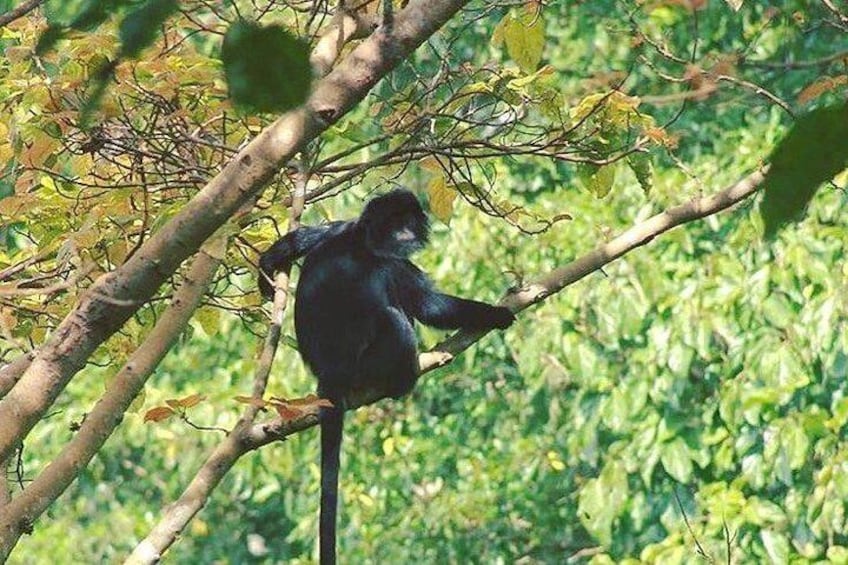 Black Monkey Forest