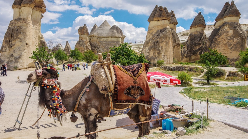 Camel in Cappadocia 
