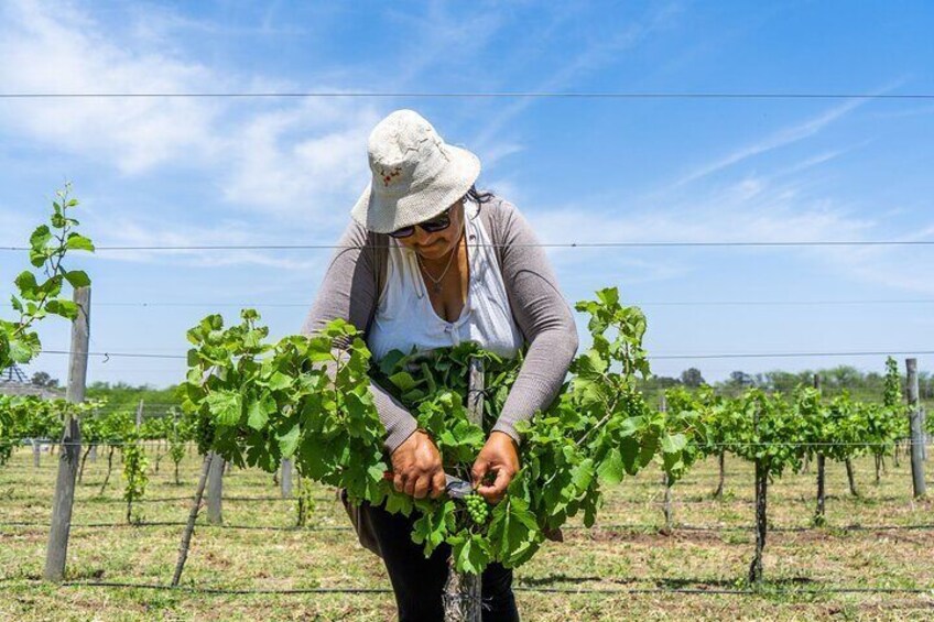 Buenos Aires: Wine tasting and lunch at Bodega Gamboa