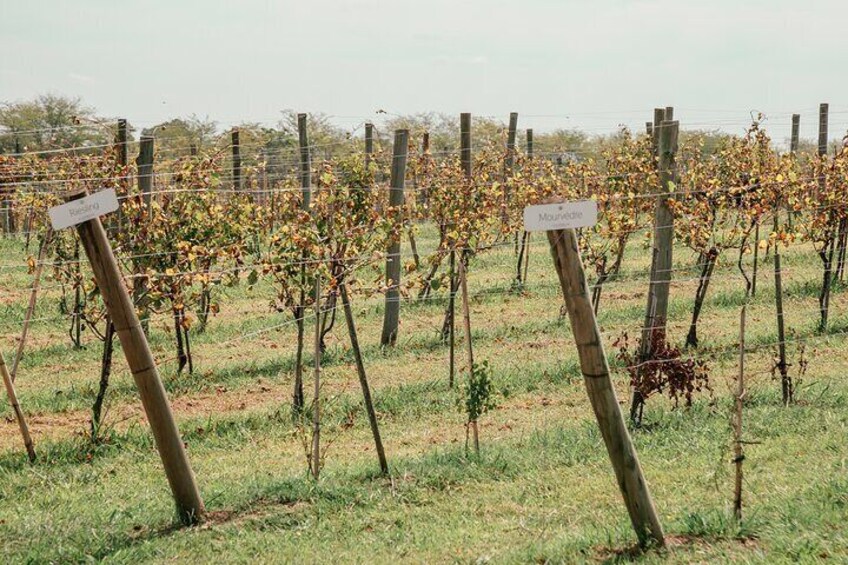 Buenos Aires: Wine tasting and lunch at Bodega Gamboa