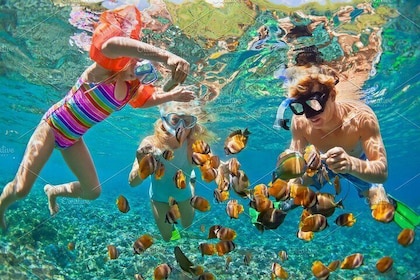 Full day Phi Phi island tour and snorkel free transfer