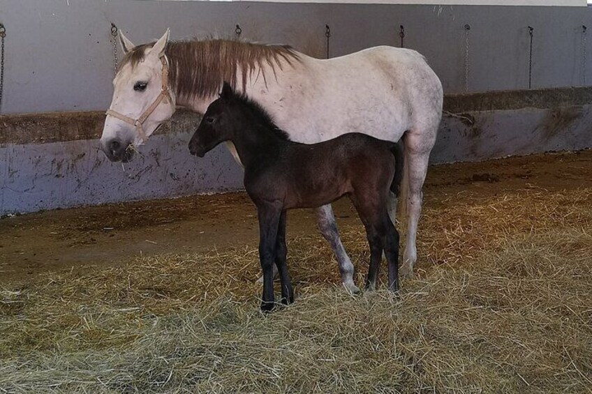 Mare and youngster