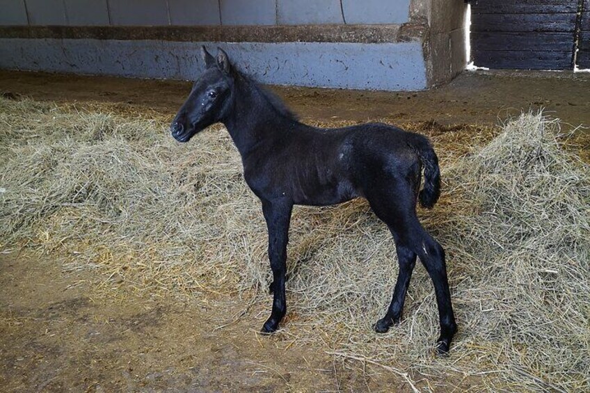 Youngsters are black colour, but adult animals white..