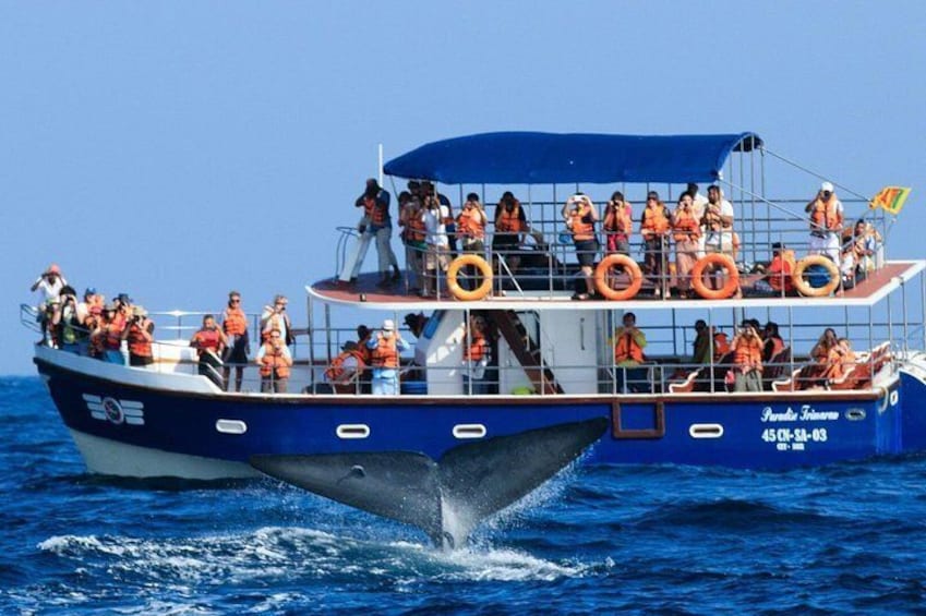 Whale watching mirissa from Colombo or Bandaranaike International Airport (CMB)