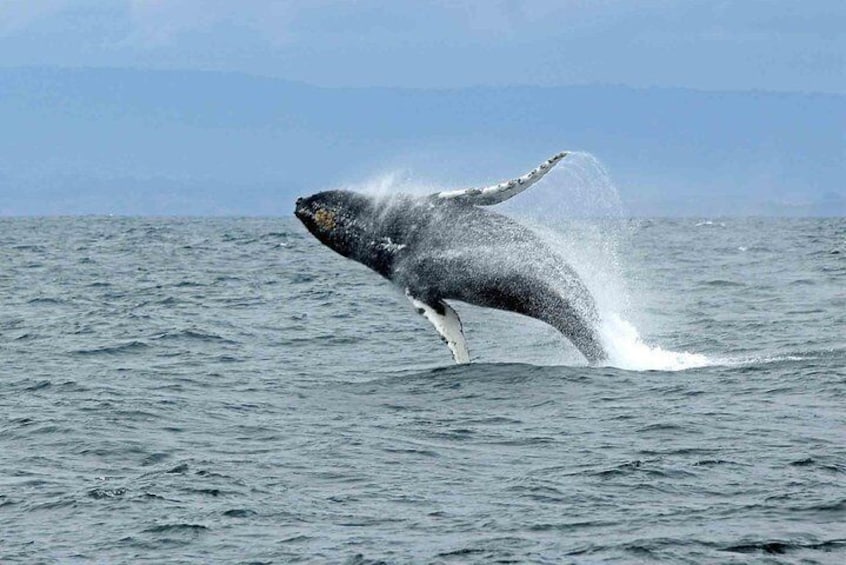 Whale watching mirissa from Colombo or Bandaranaike International Airport (CMB)