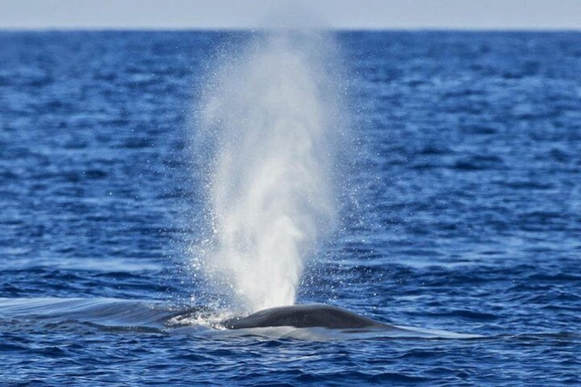 Whale watching mirissa from Colombo or Bandaranaike International Airport (CMB)