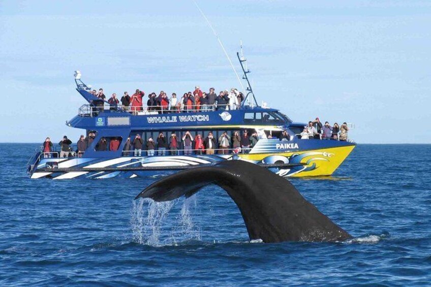 Whale watching mirissa from Colombo or Bandaranaike International Airport (CMB)