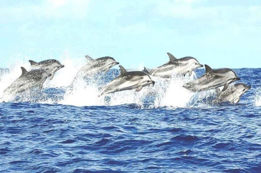 Whale watching mirissa from Colombo or Bandaranaike International Airport (CMB)