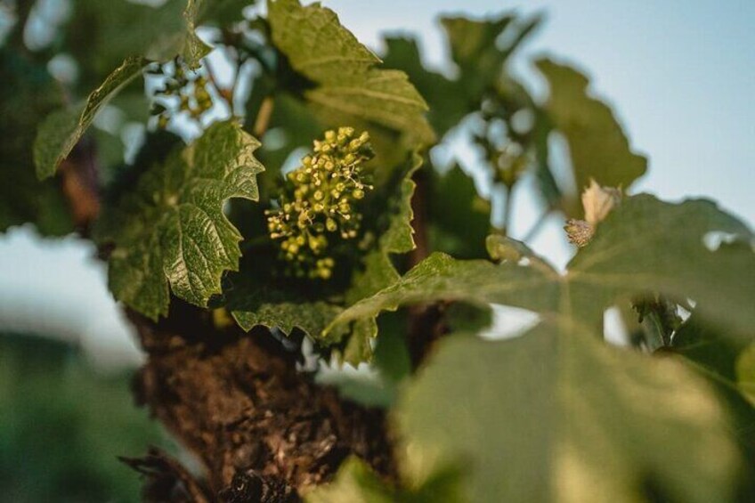 Mendoza Wineries Maipu Lujan Uco Valley