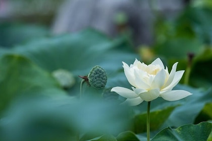 Lotus Experience