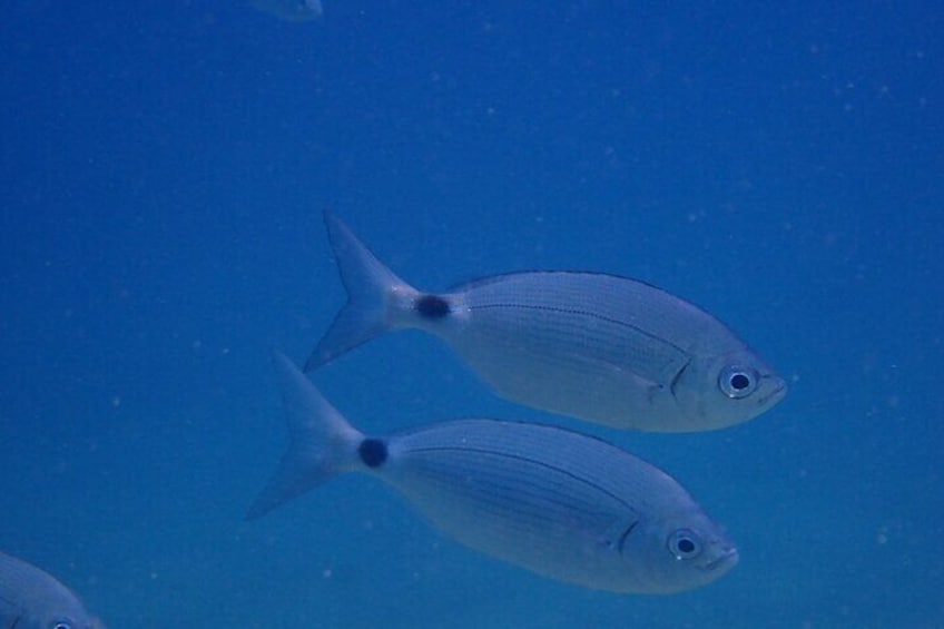 Open Water Diver Course in Lanzarote