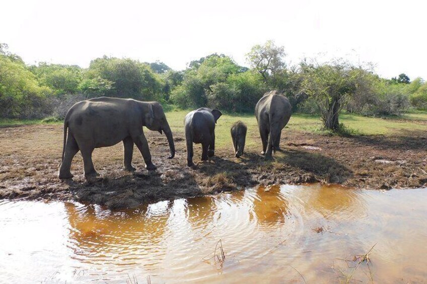 Udawalawe Safari & Elephants Orphanage Tour From Hambantota Port