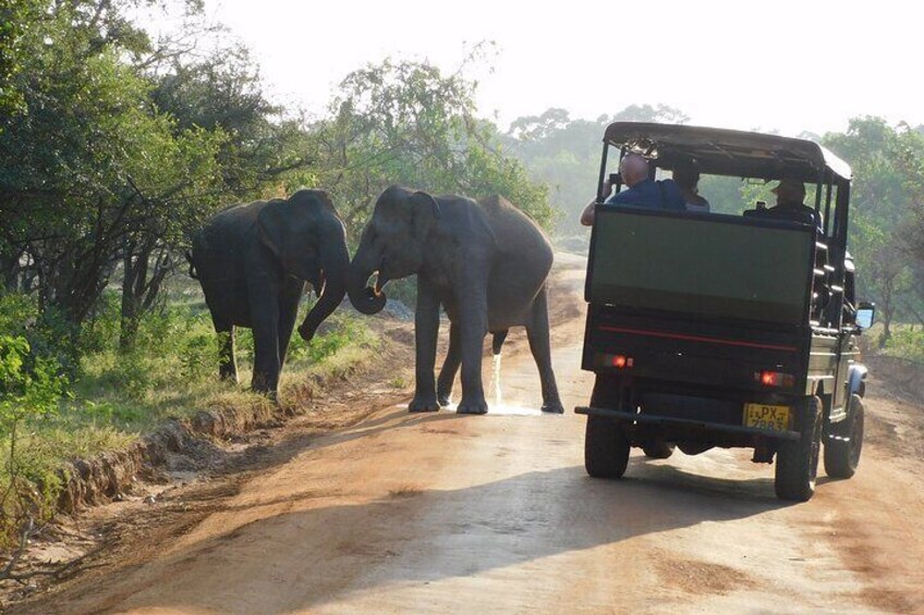 Udawalawe Safari & Elephants Orphanage Tour From Hambantota Port