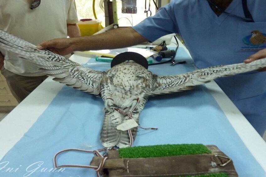 Falcon Hospital Tour with Hotel Pick up & Drop off