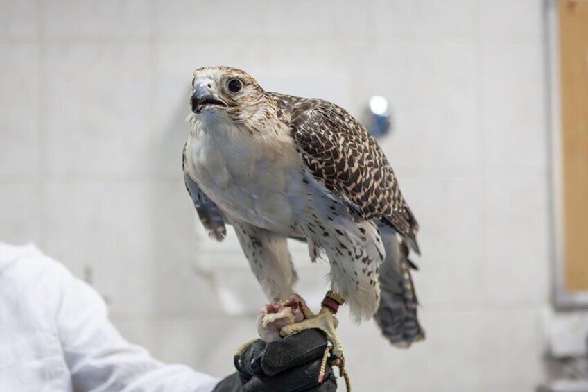 Falcon Hospital Tour with Hotel Pick up & Drop off 